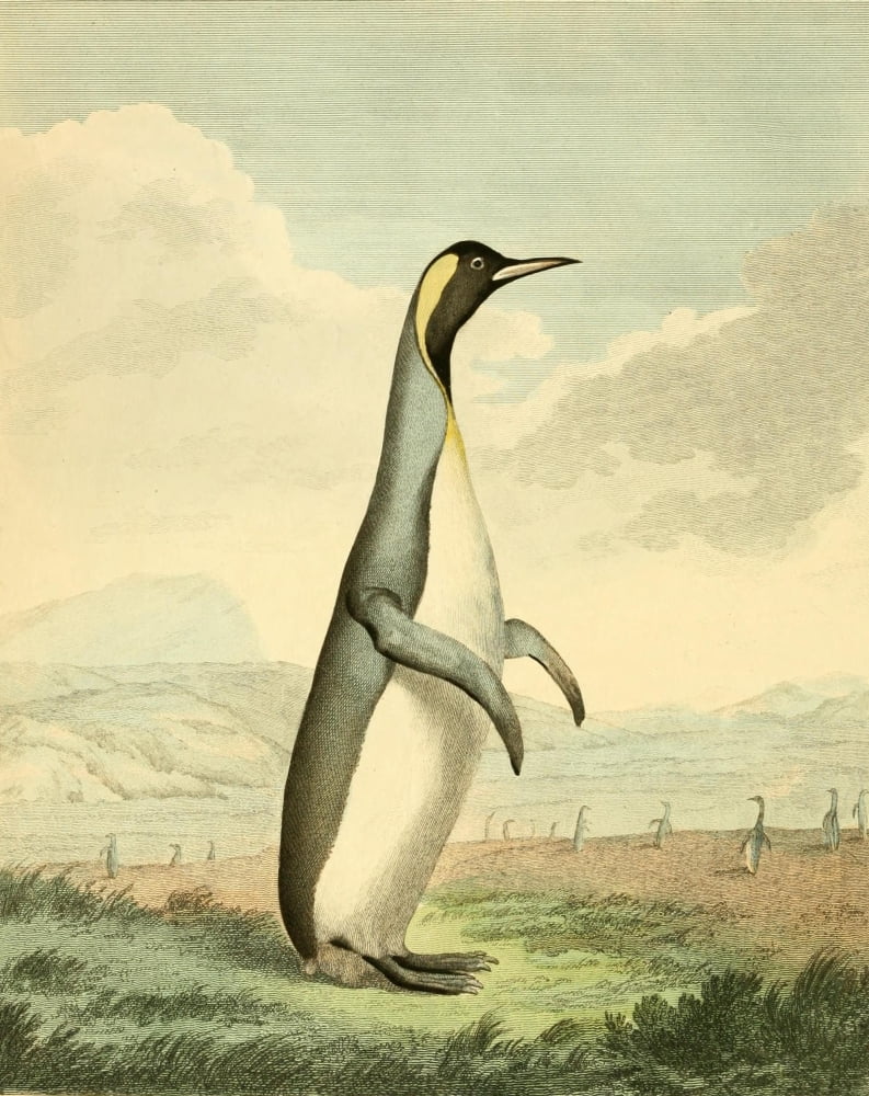 Musei Leveriani 1792 Penguin Canvas Art - Charles R Ryley (18 x 24)