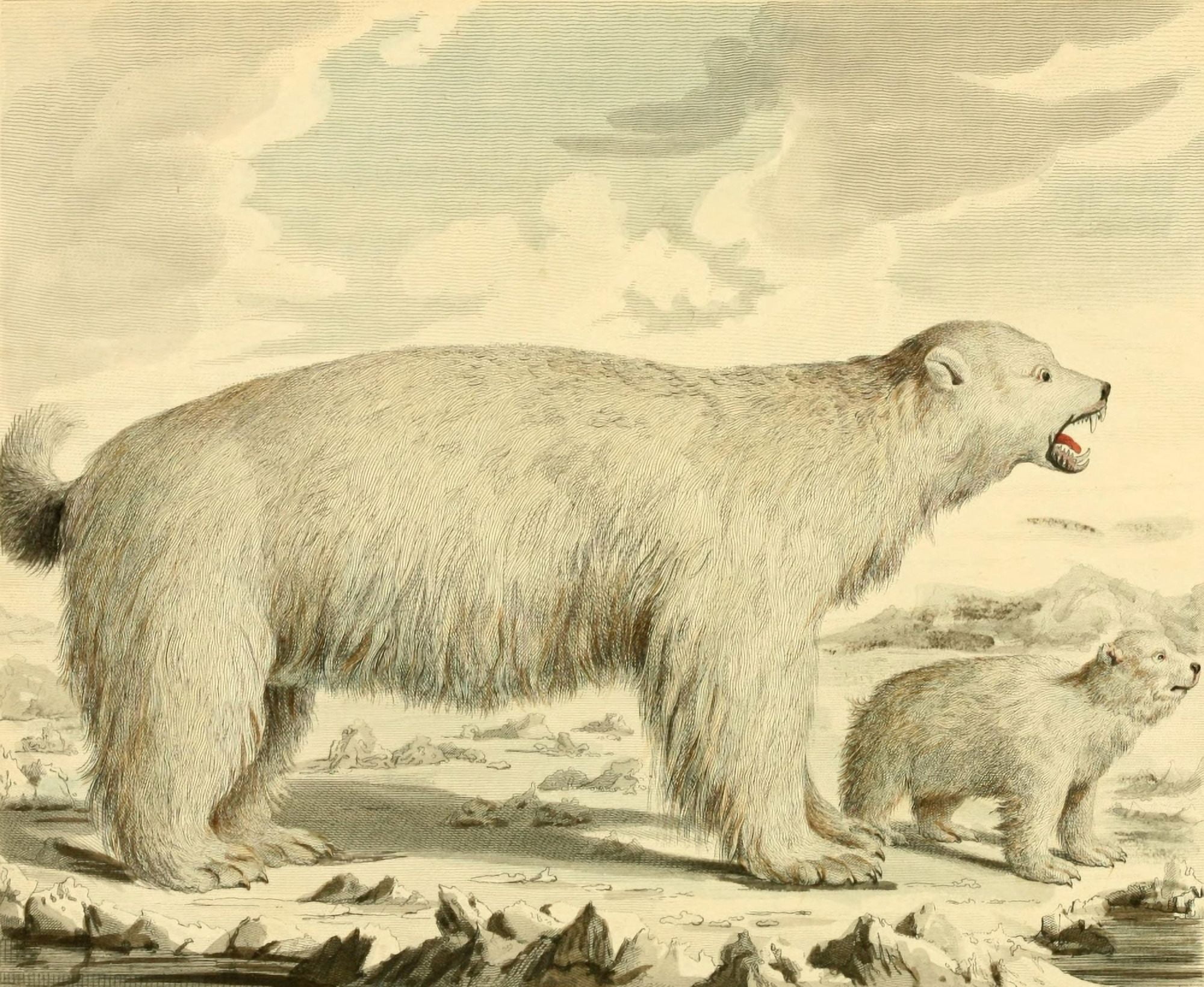 Musei Leveriani 1792 Polar Bear Canvas Art - Charles R Ryley (18 x 24)