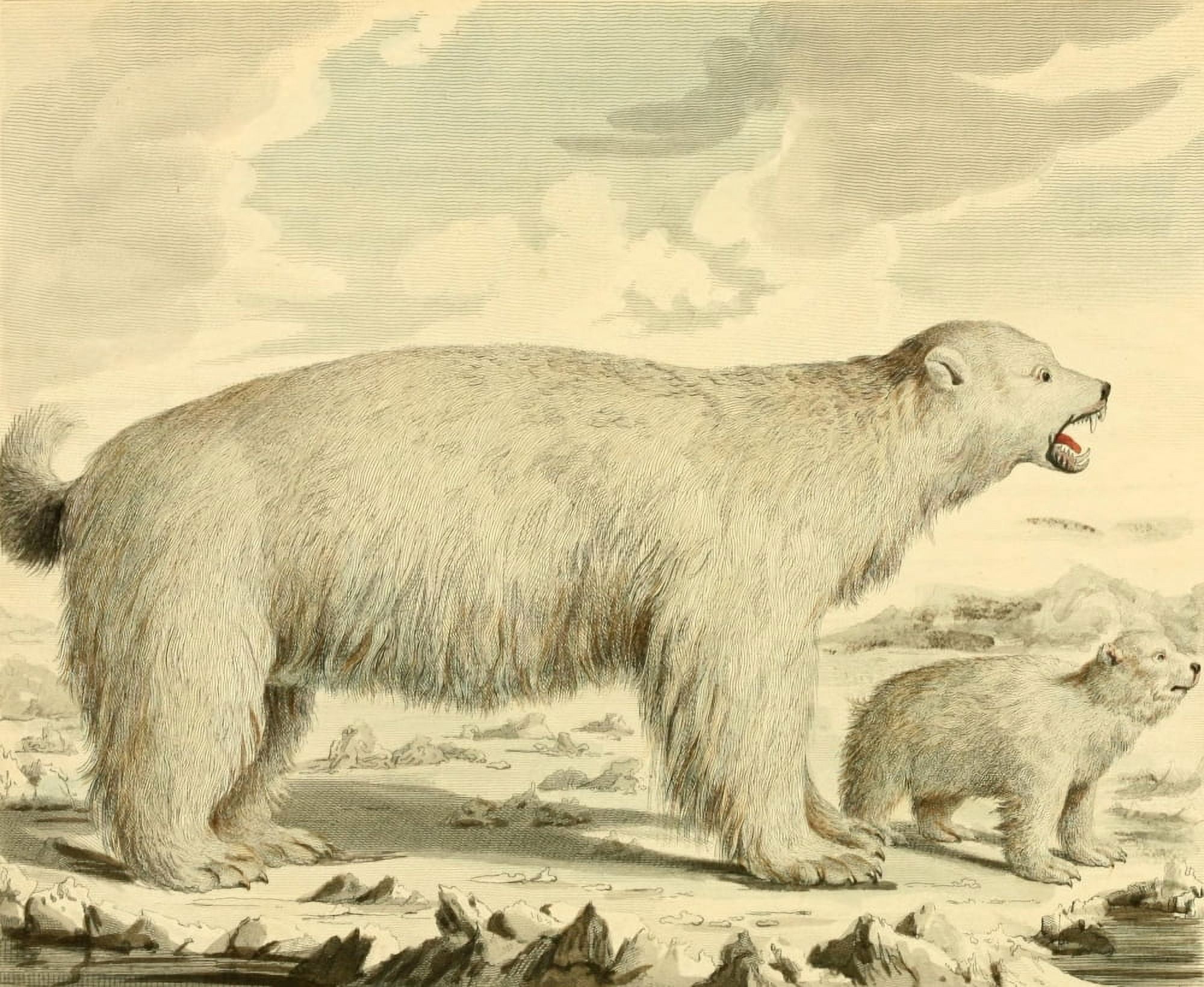 Musei Leveriani 1792 Polar Bear Canvas Art - Charles R Ryley (24 x 36)