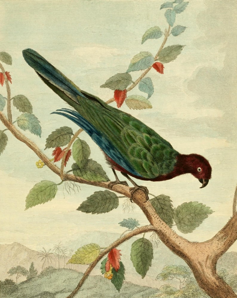 Musei Leveriani 1792 Pompadour Parrot Canvas Art - Charles R Ryley (18 x 24)