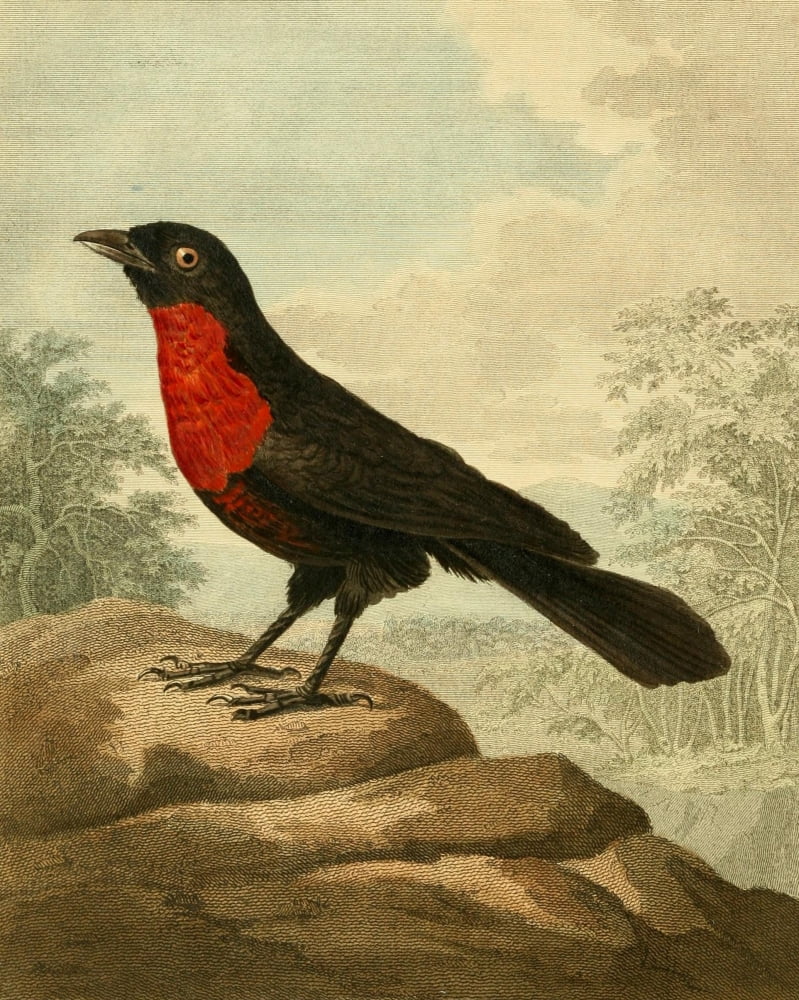 Musei Leveriani 1792 Red-breasted Roller Canvas Art - Charles R Ryley (24 x 36)