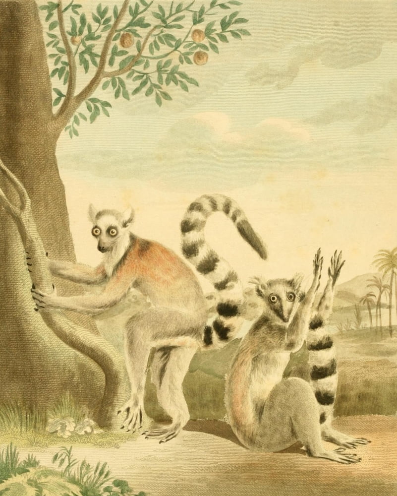 Musei Leveriani 1792 Ring-tailed Lemur Canvas Art - Charles R Ryley (24 x 36)