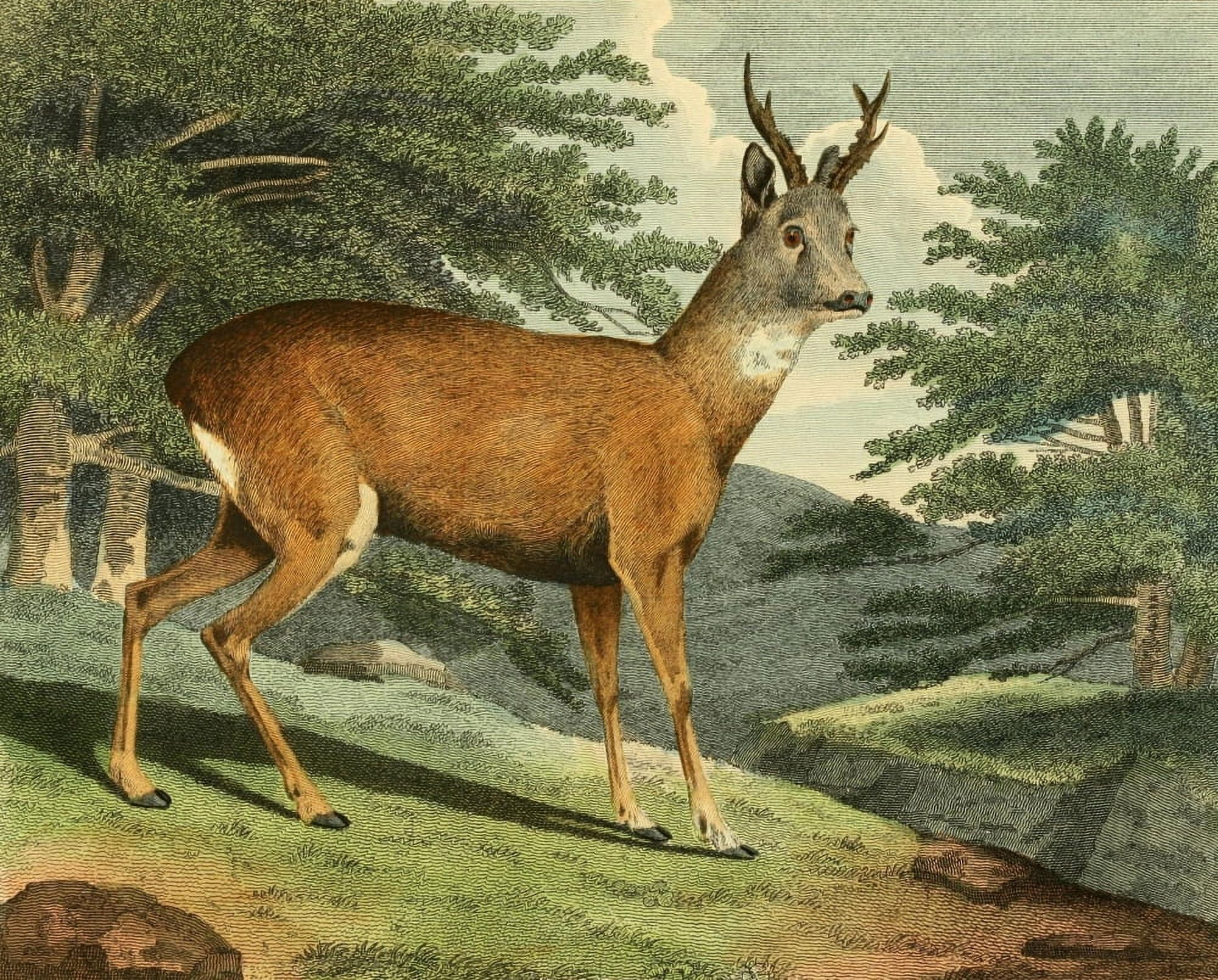 Musei Leveriani 1792 Roebuck Canvas Art - Philip Reinagle (18 x 24)