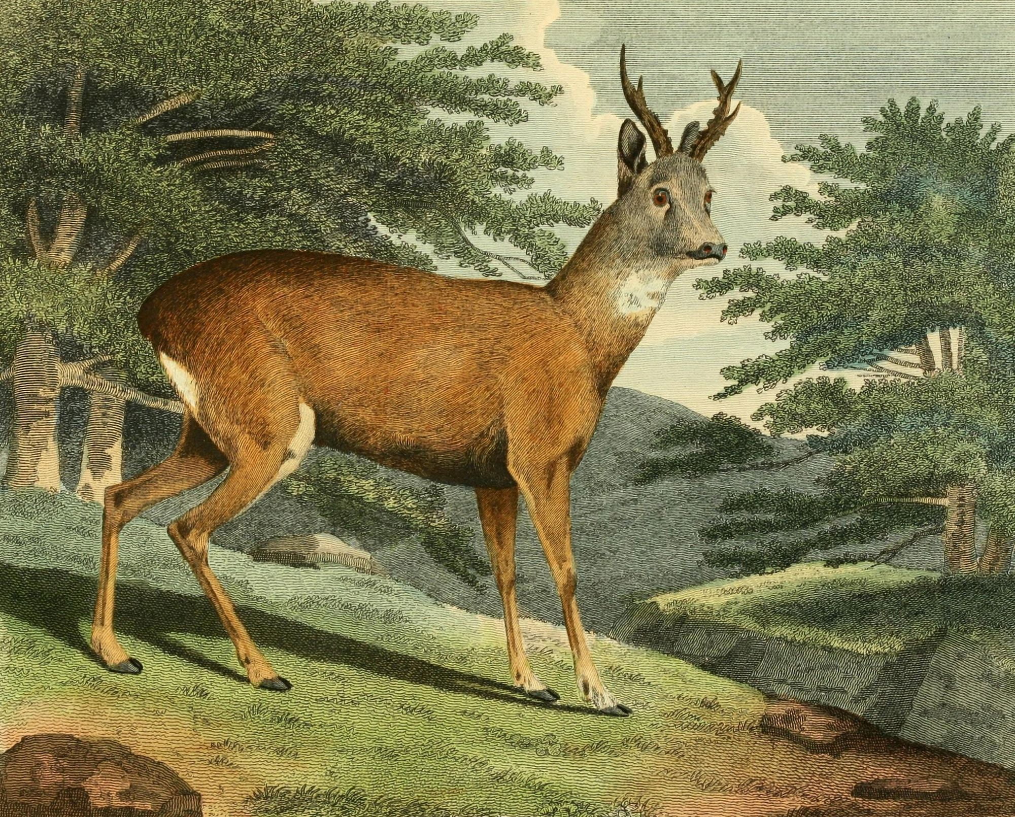 Musei Leveriani 1792 Roebuck Canvas Art - Philip Reinagle (24 x 36)