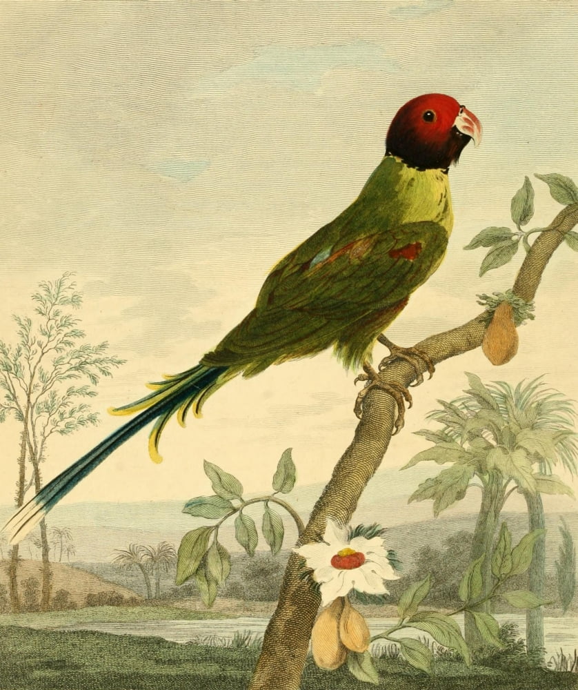 Musei Leveriani 1792 Rose-headed Parakeet Canvas Art - Charles R Ryley (24 x 36)