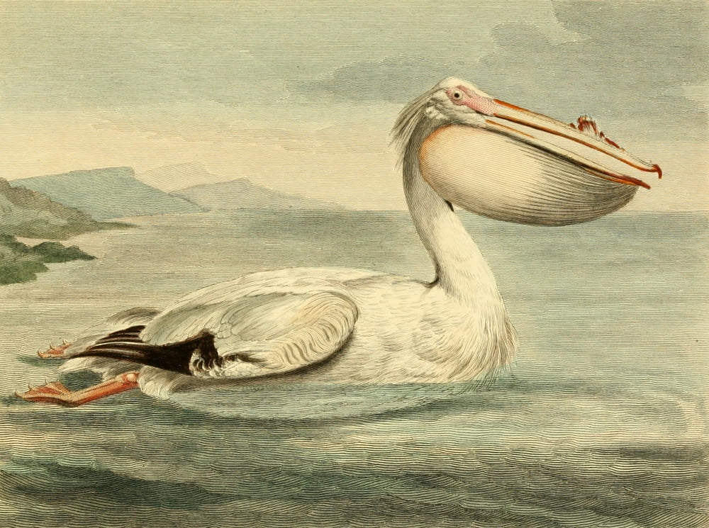 Musei Leveriani 1792 Rough-billed Pelican Canvas Art - Charles R Ryley (18 x 24)