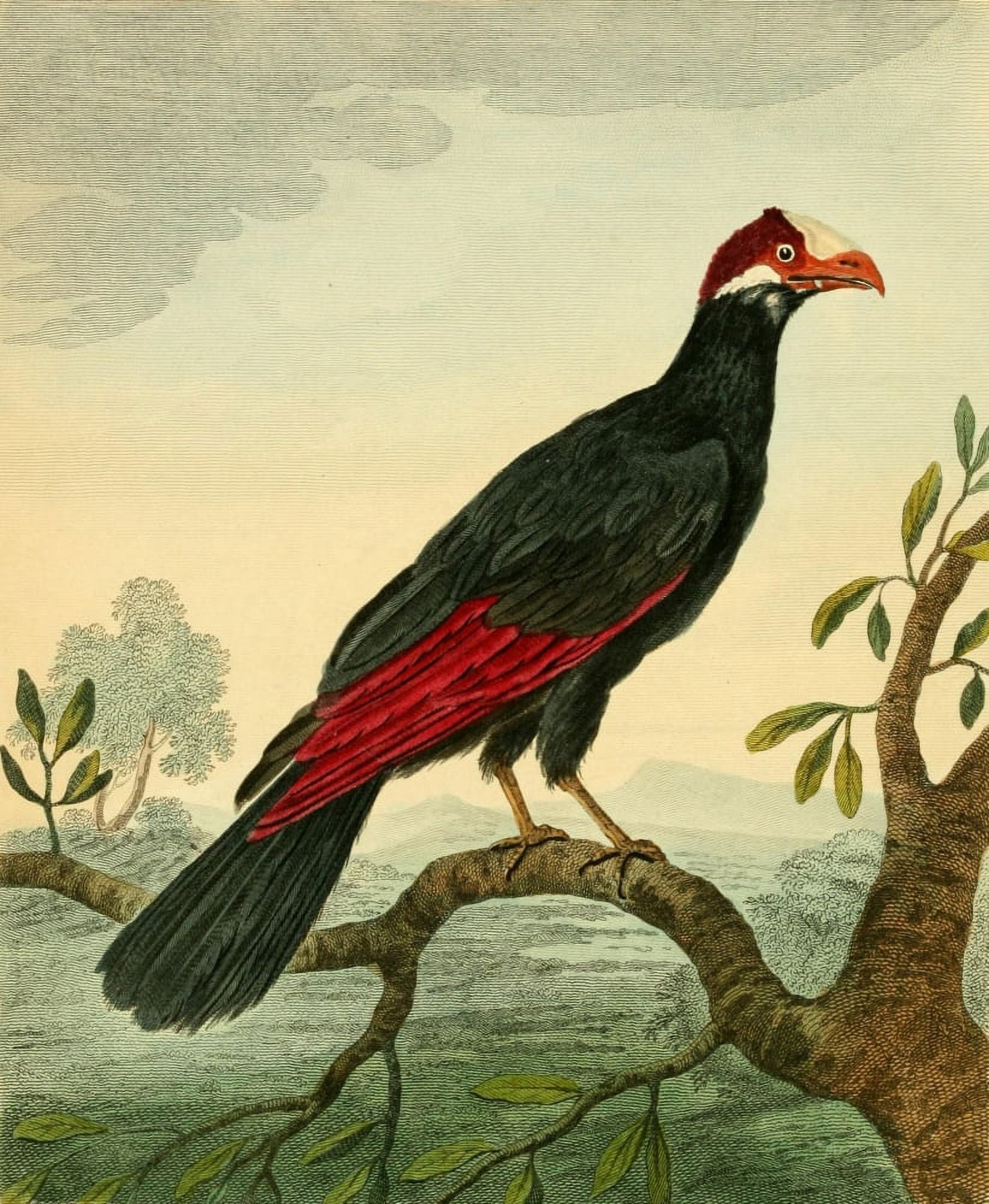 Musei Leveriani 1792 Royal Cuckow Canvas Art - Charles R Ryley (18 x 24)