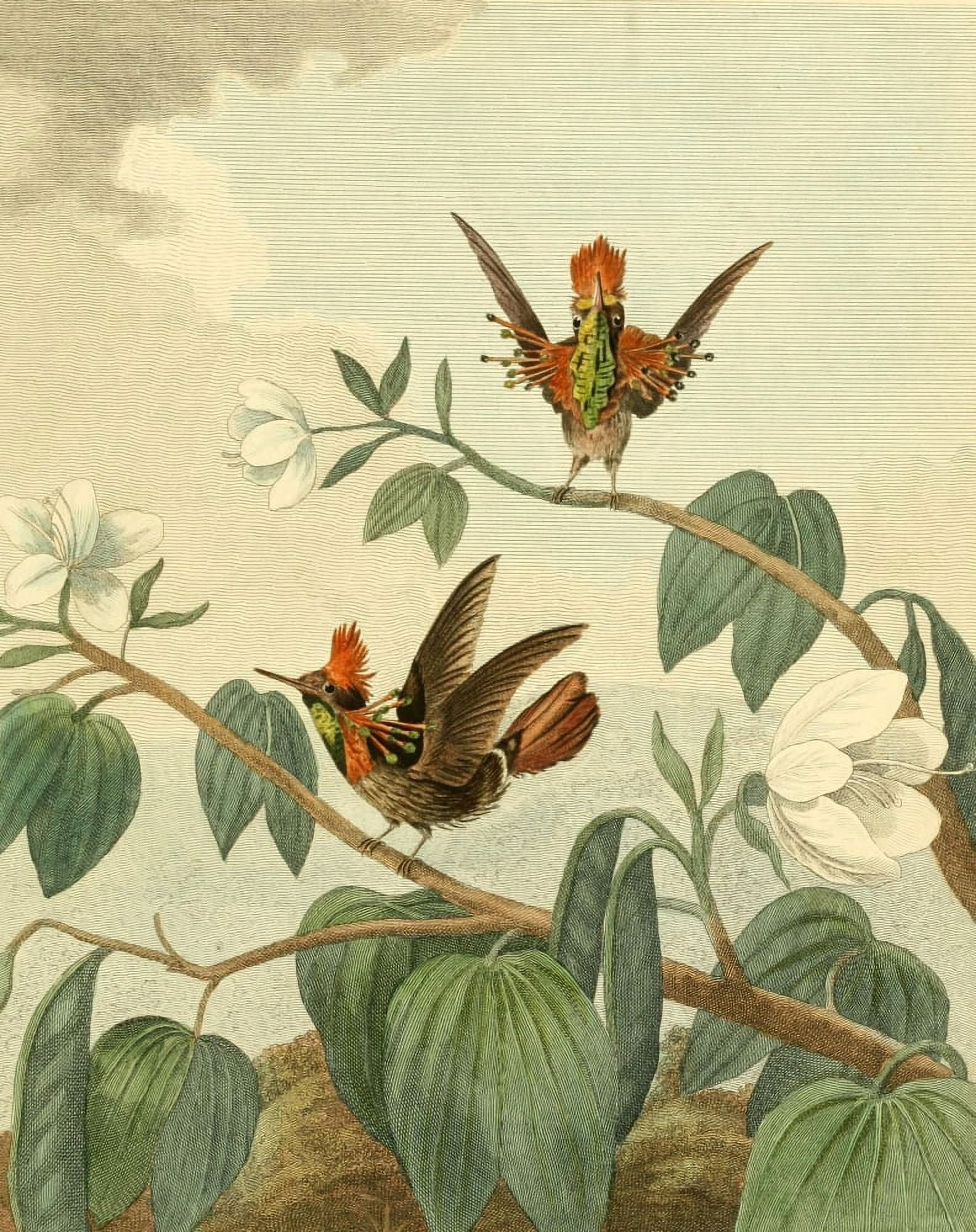 Musei Leveriani 1792 Ruff-necked Hummingbird Canvas Art - Charles R Ryley (18 x 24)