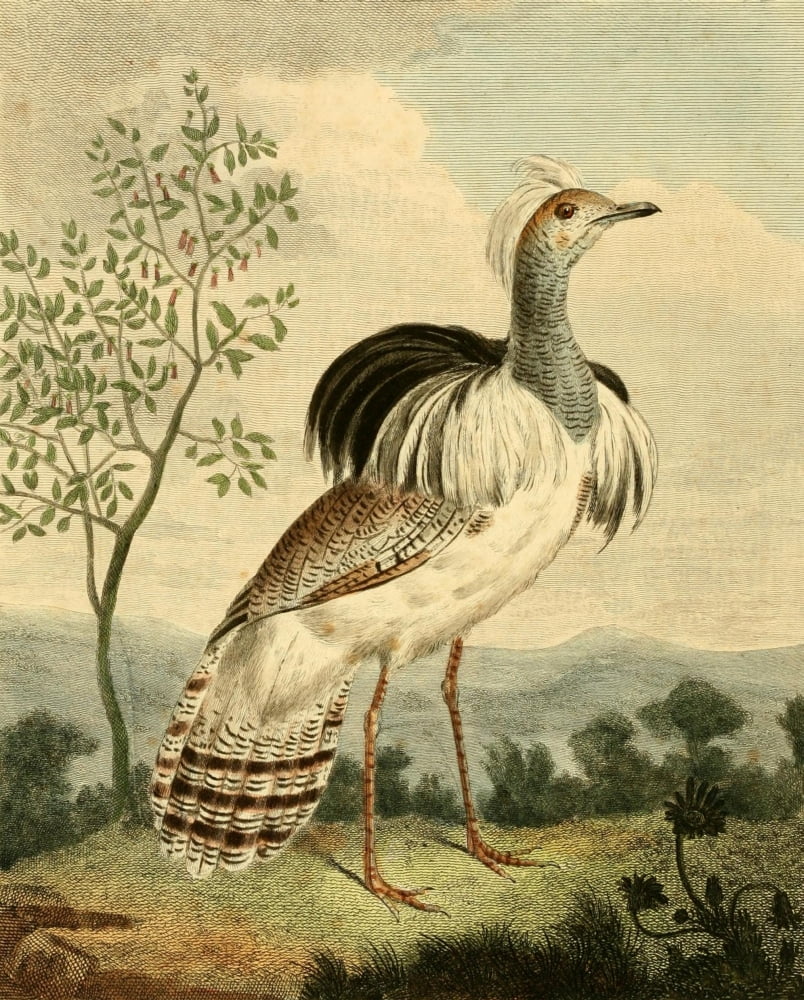 Musei Leveriani 1792 Ruffed Bustard Canvas Art - Charles R Ryley (24 x 36)