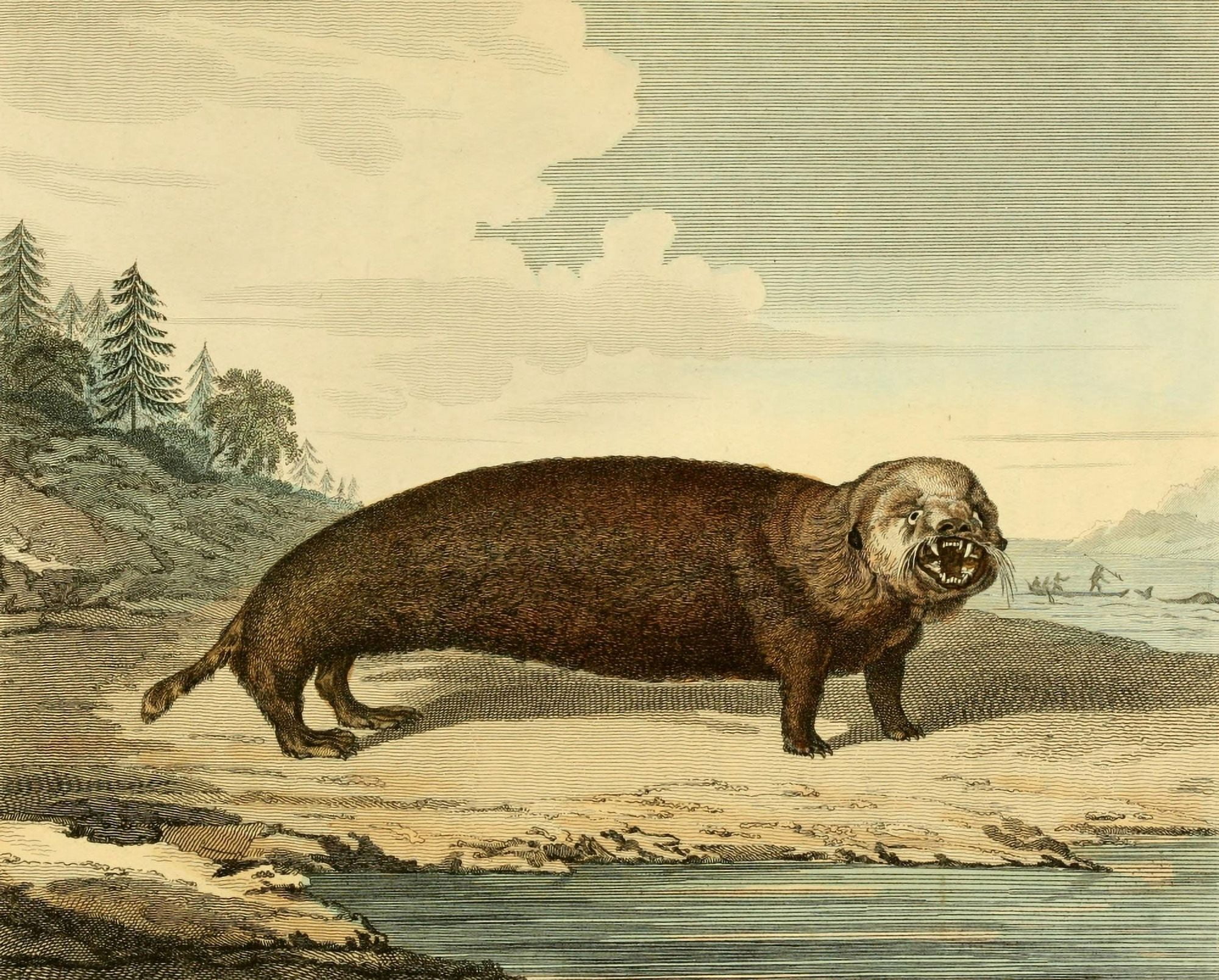 Musei Leveriani 1792 Sea Otter Canvas Art - Charles R Ryley (24 x 36)