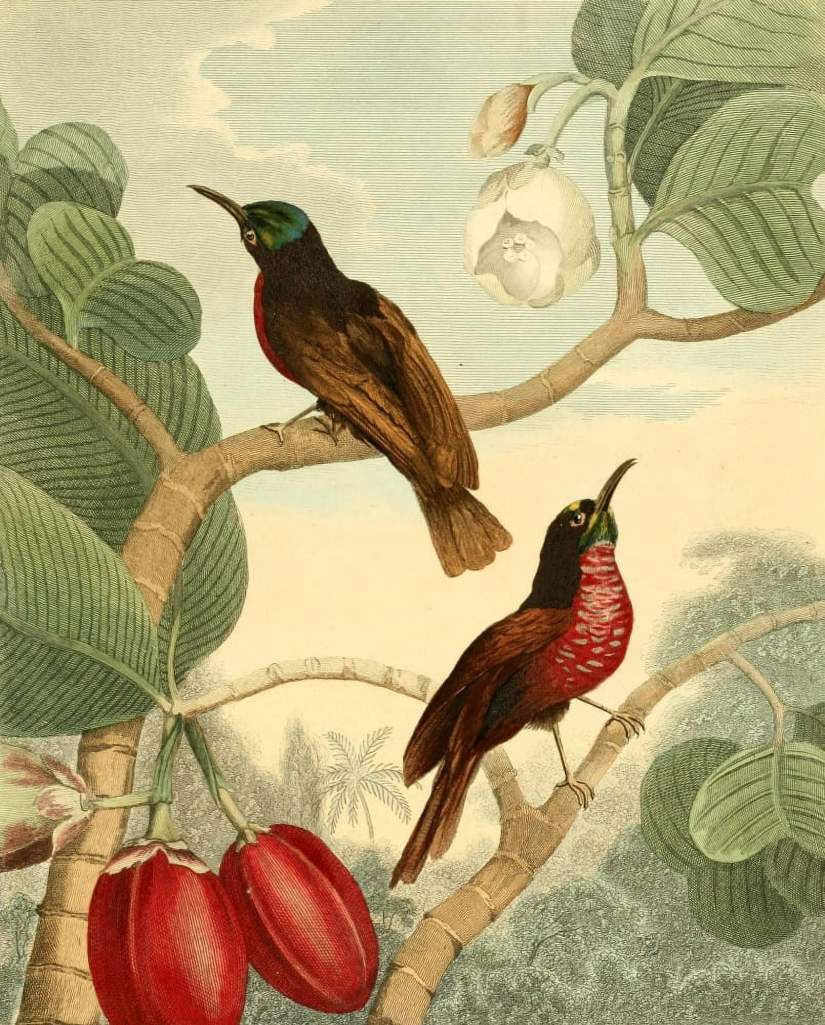 Musei Leveriani 1792 Senegal Creepers Canvas Art - Charles R Ryley (24 x 36)