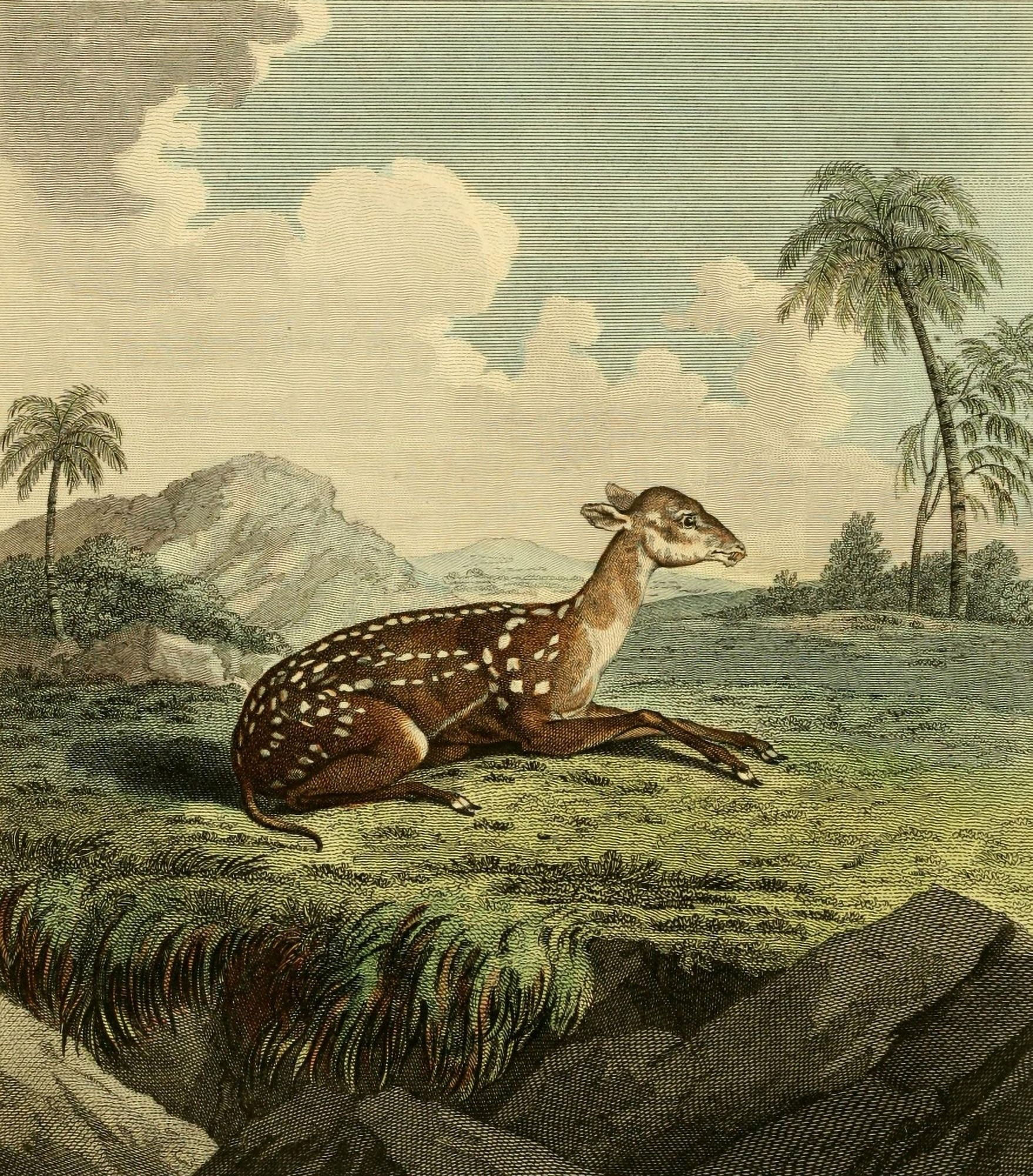 Musei Leveriani 1792 Small Spotted Musk Canvas Art - Charles R Ryley (24 x 36)