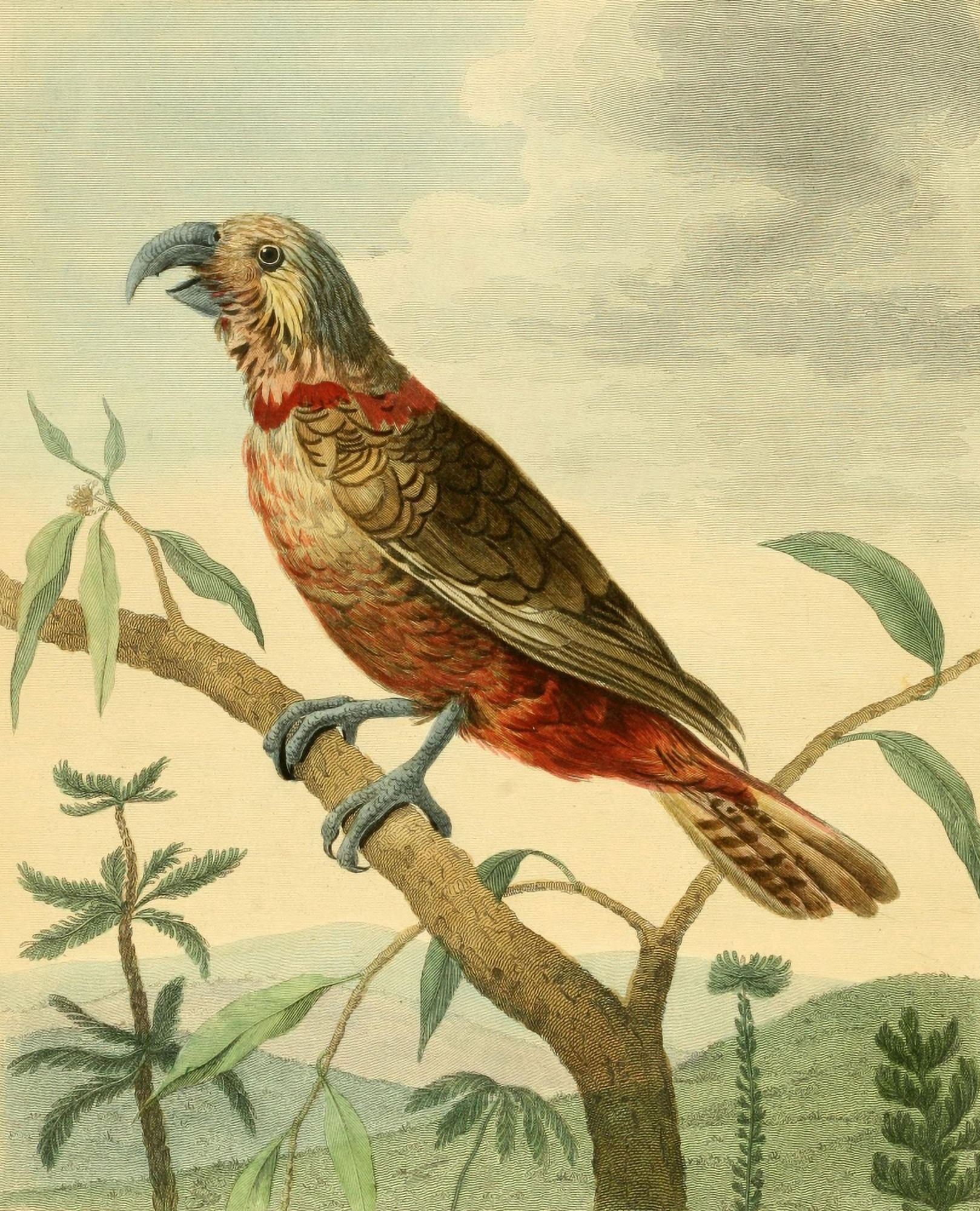 Musei Leveriani 1792 Southern Brown Parrot Canvas Art - Charles R Ryley (18 x 24)