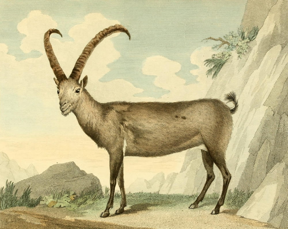 Musei Leveriani 1792 Steinbock Canvas Art - Charles R Ryley (24 x 36)