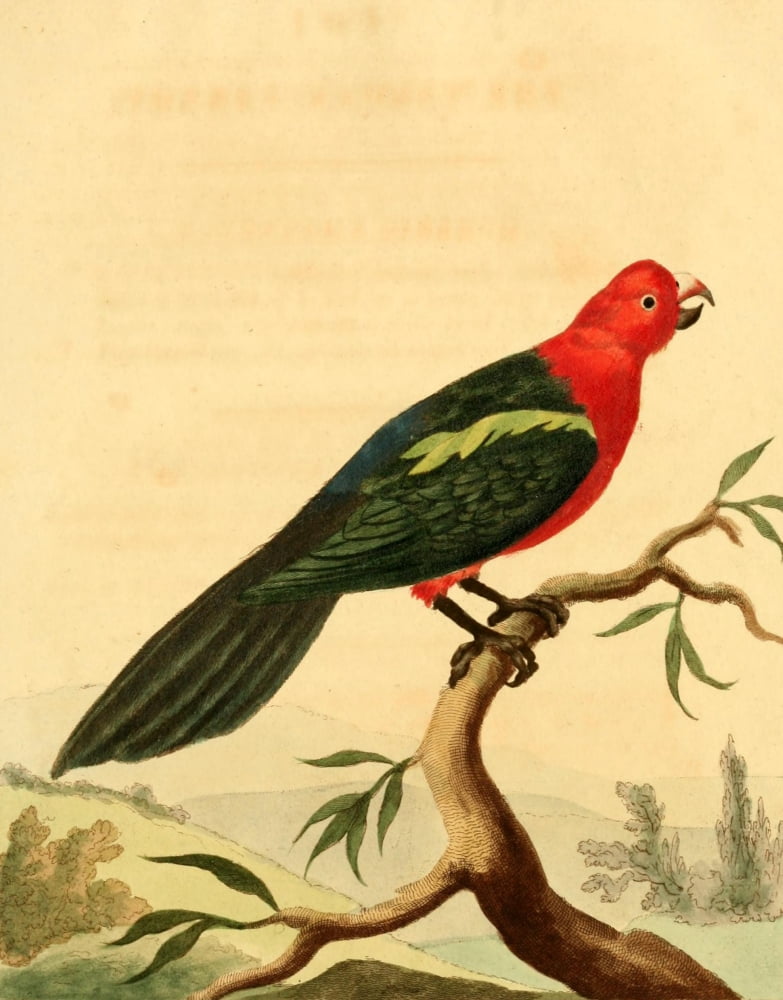 Musei Leveriani 1792 Tabuan Parrot Canvas Art - Charles R Ryley (18 x 24)