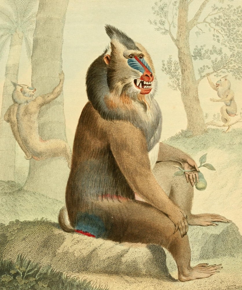 Musei Leveriani 1792 Variegated Baboon Canvas Art - Charles R Ryley (24 x 36)