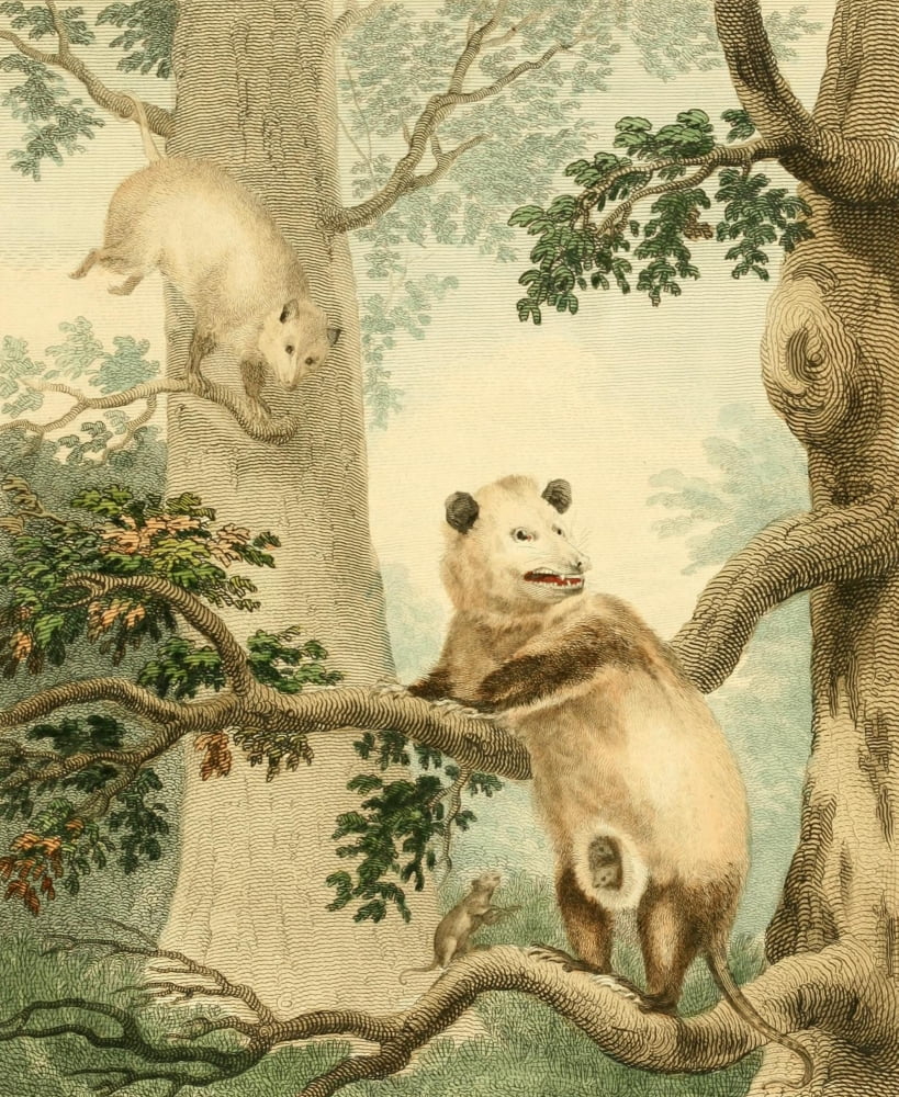Musei Leveriani 1792 Virginian Oppossum Canvas Art - Charles R Ryley (18 x 24)