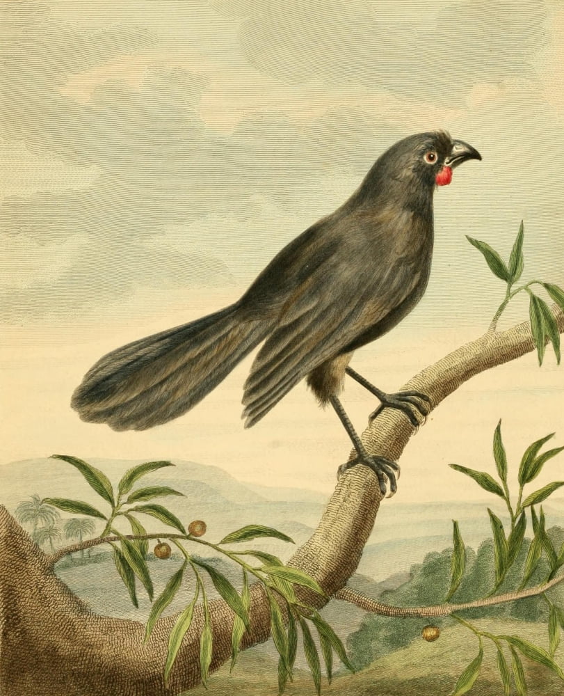 Musei Leveriani 1792 Wattle Bird Canvas Art - Charles R Ryley (24 x 36)