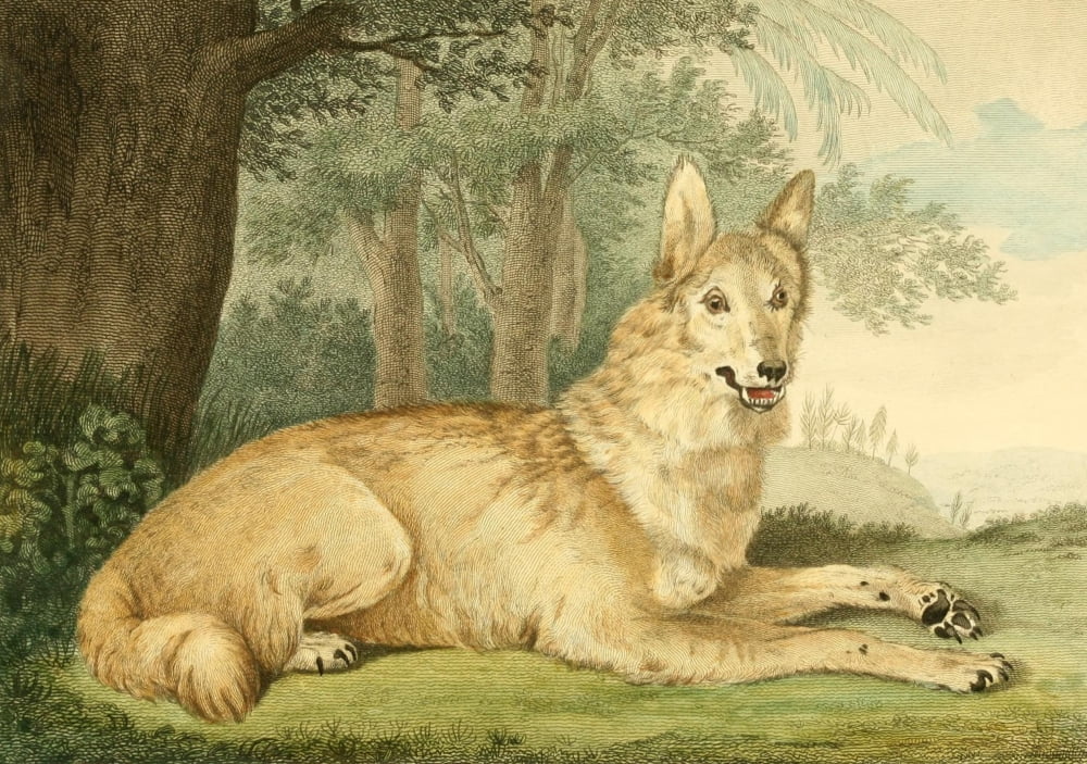 Musei Leveriani 1792 Wolf Canvas Art - Charles R Ryley (24 x 36)