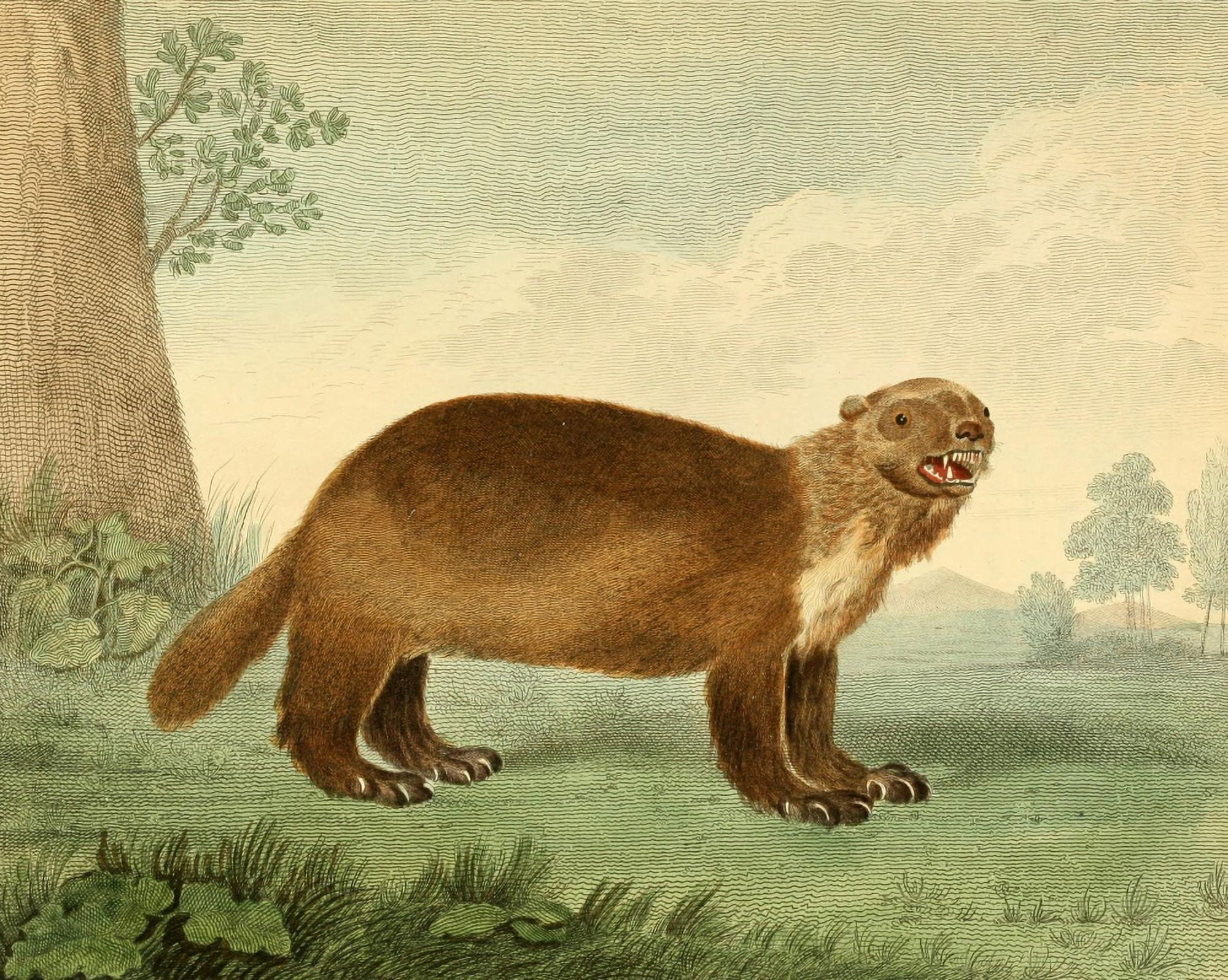 Musei Leveriani 1792 Wolverine Canvas Art - Charles R Ryley (18 x 24)