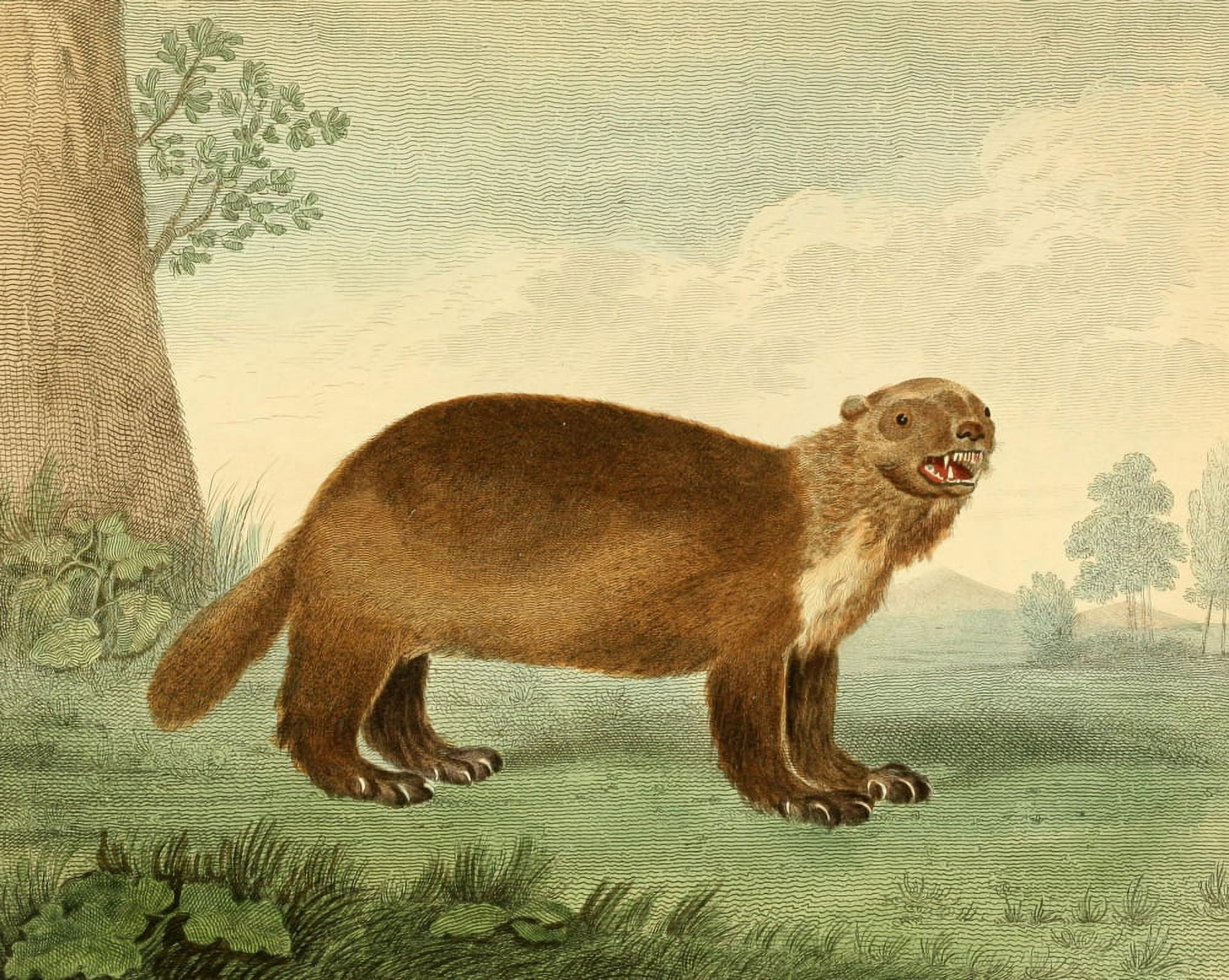 Musei Leveriani 1792 Wolverine Canvas Art - Charles R Ryley (24 x 36)
