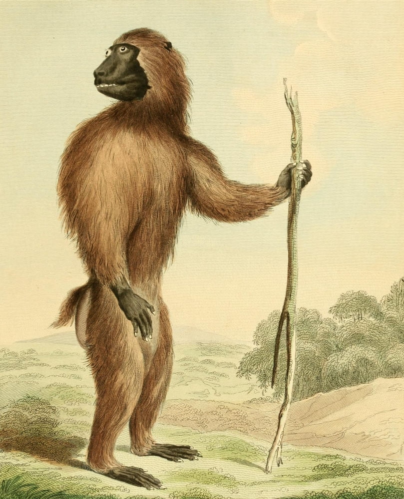 Musei Leveriani 1792 Wood Baboon Canvas Art - Charles R Ryley (24 x 36)