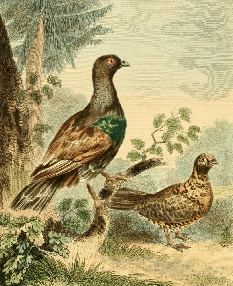 Musei Leveriani 1792 Wood Grouse Canvas Art - Charles R Ryley (24 x 36)