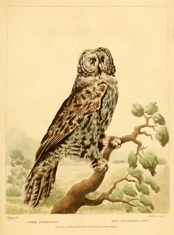 Musei Leveriani Explicatio 1792 Fuliginous Owl Canvas Art - CR Ryley (24 x 36)