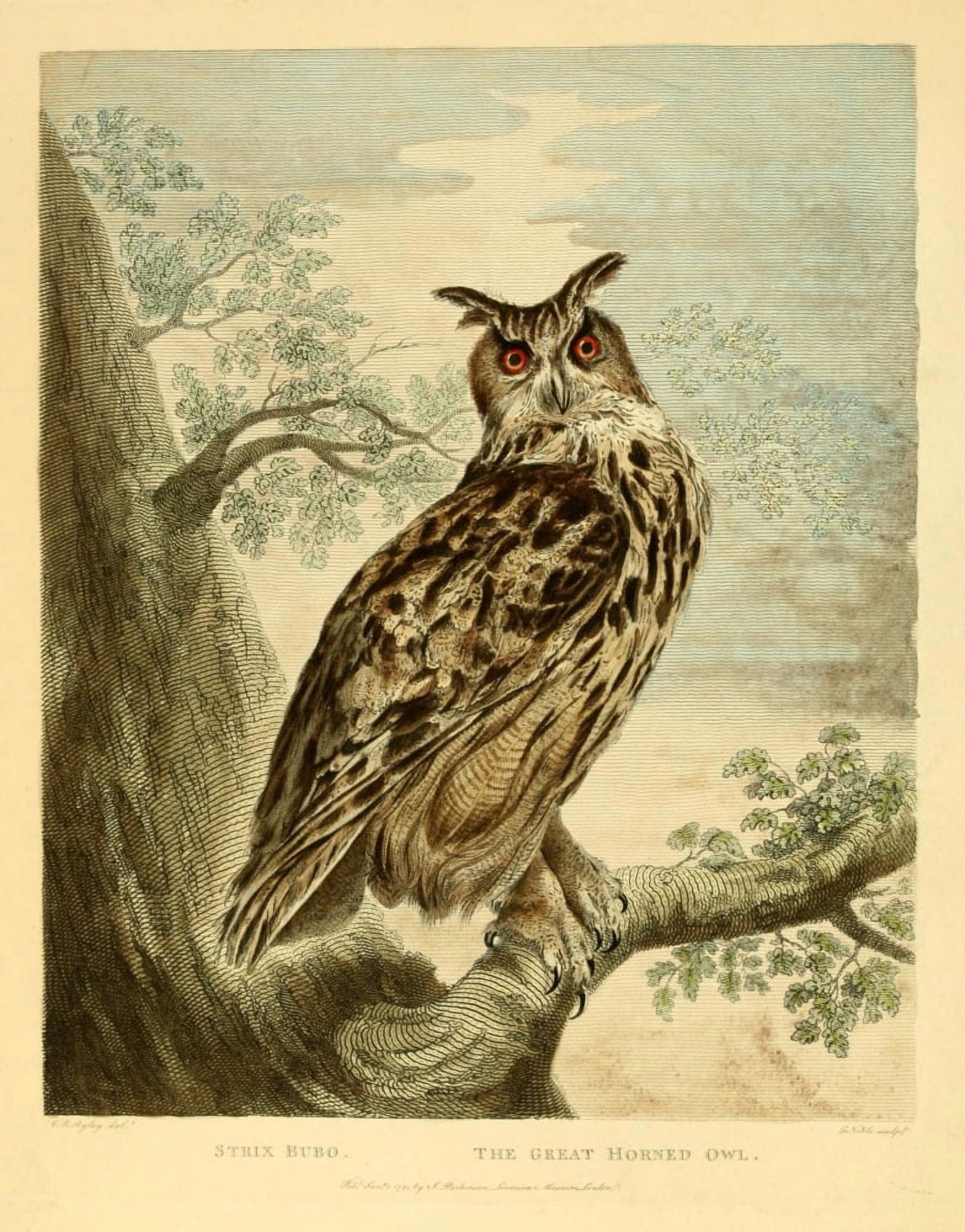 Musei Leveriani Explicatio 1792 Great Horned Owl Canvas Art - CR Ryley (18 x 24)