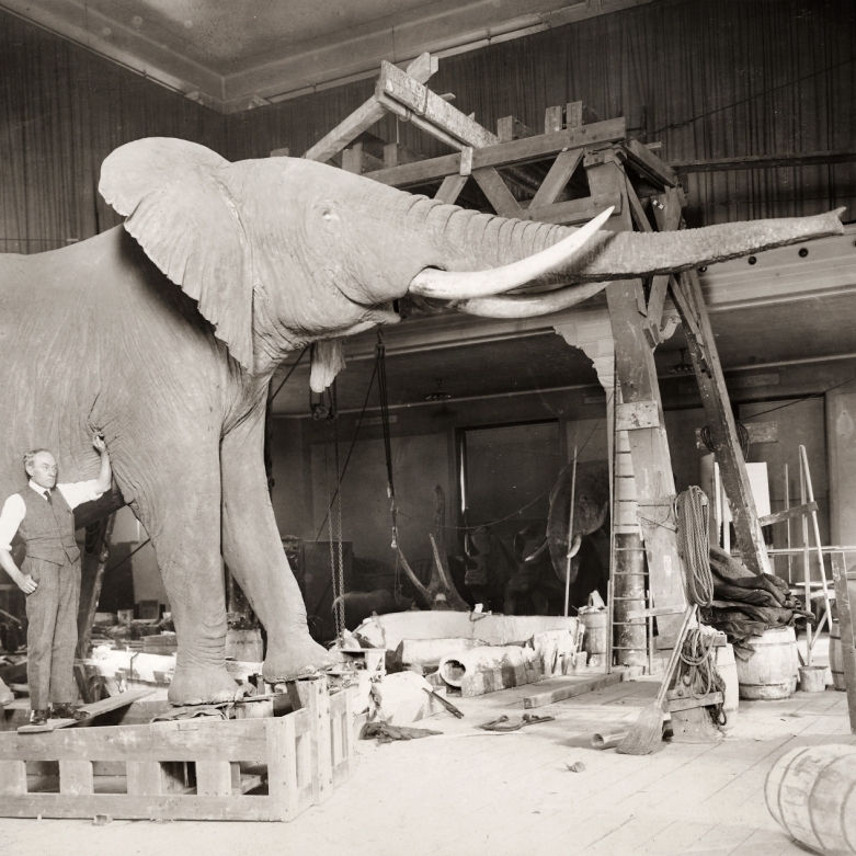 Museum Of Natural History. Nthe Taxidermist Carl Akeley With A Mounted African Elephant At The