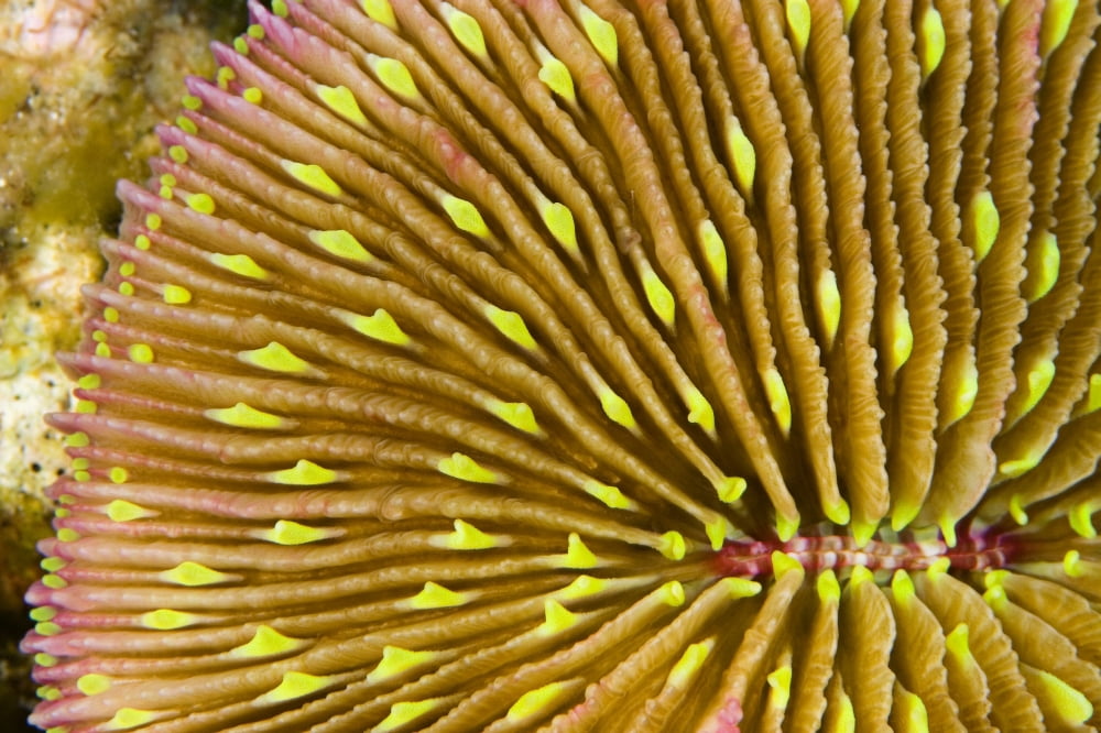 Mushroom Coral (Fungia Scutaria) Fiji Canvas Art - Dave Fleetham Design Pics (34 x 22)
