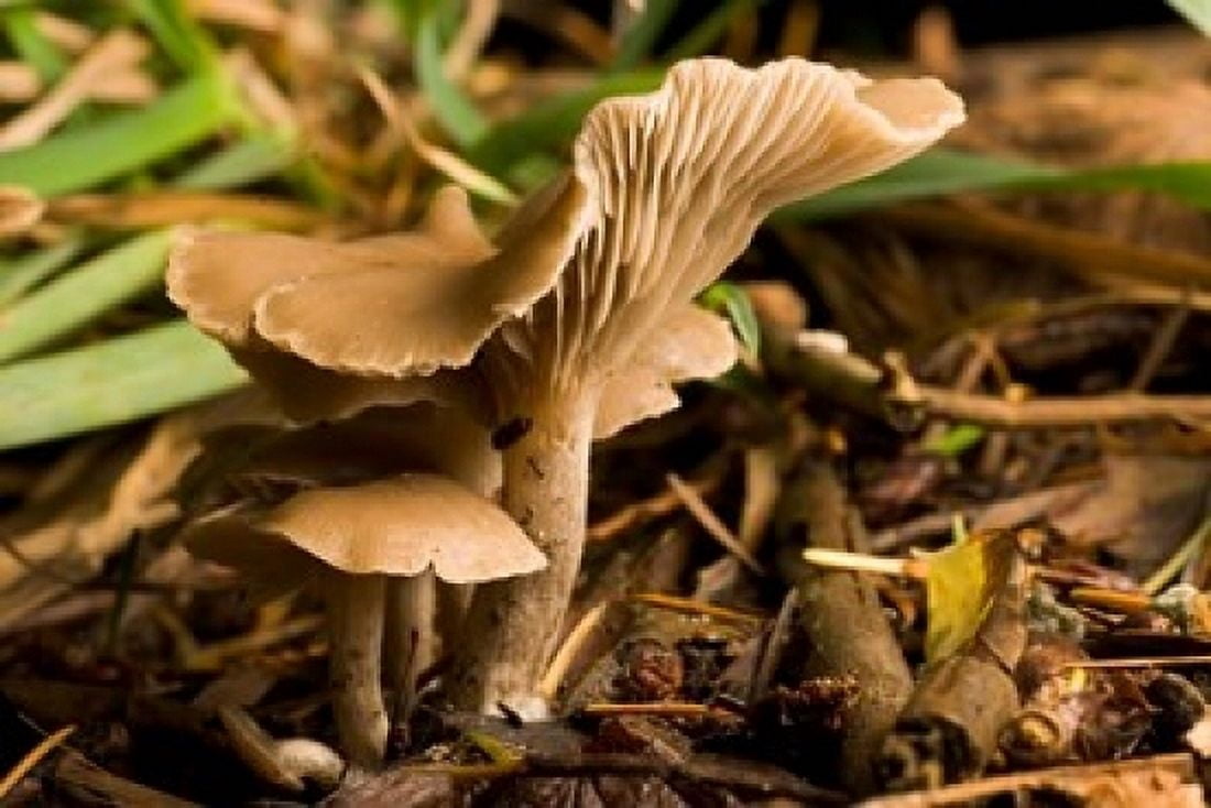 Mushroom Fungi Stanley Park British Columbia Canvas Art - Paul Colangelo DanitaDelimont (36 x 24)