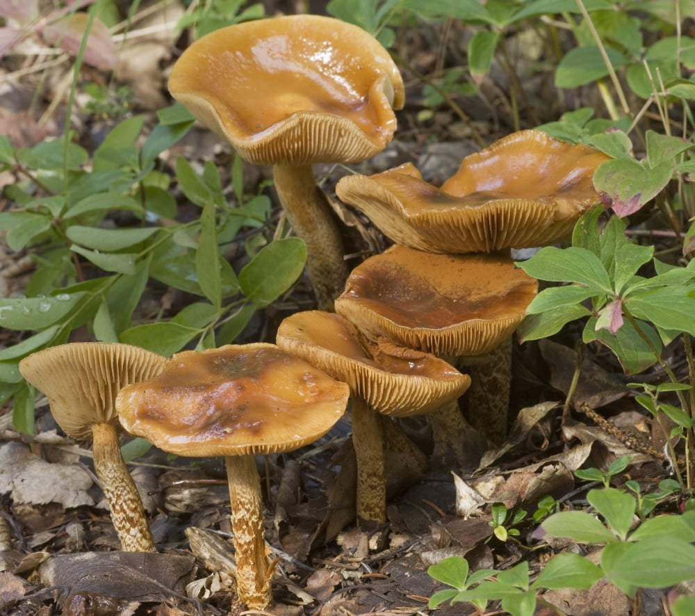 Mushroom Growing In Forest Understory Alaska Canvas Art - Hal Gage Design Pics (16 x 14)