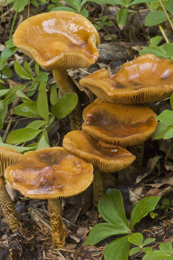 Mushroom Growing In Forest Understory Alaska Canvas Art - Hal Gage Design Pics (24 x 38)