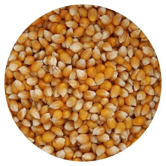 Mushroom Popcorn Kernels, 2 Pound Bulk Bag, The Hampton Popcorn Company