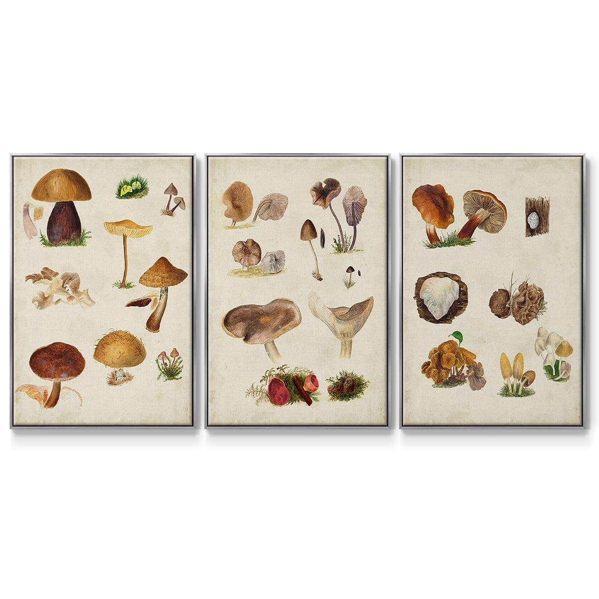 Mushroom Species I - Framed Premium Gallery Wrapped Canvas L Frame 3 Piece Set - Ready to Hang