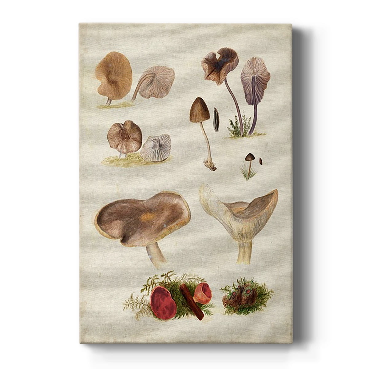 Mushroom Species III Premium Gallery Wrapped Canvas - Ready to Hang