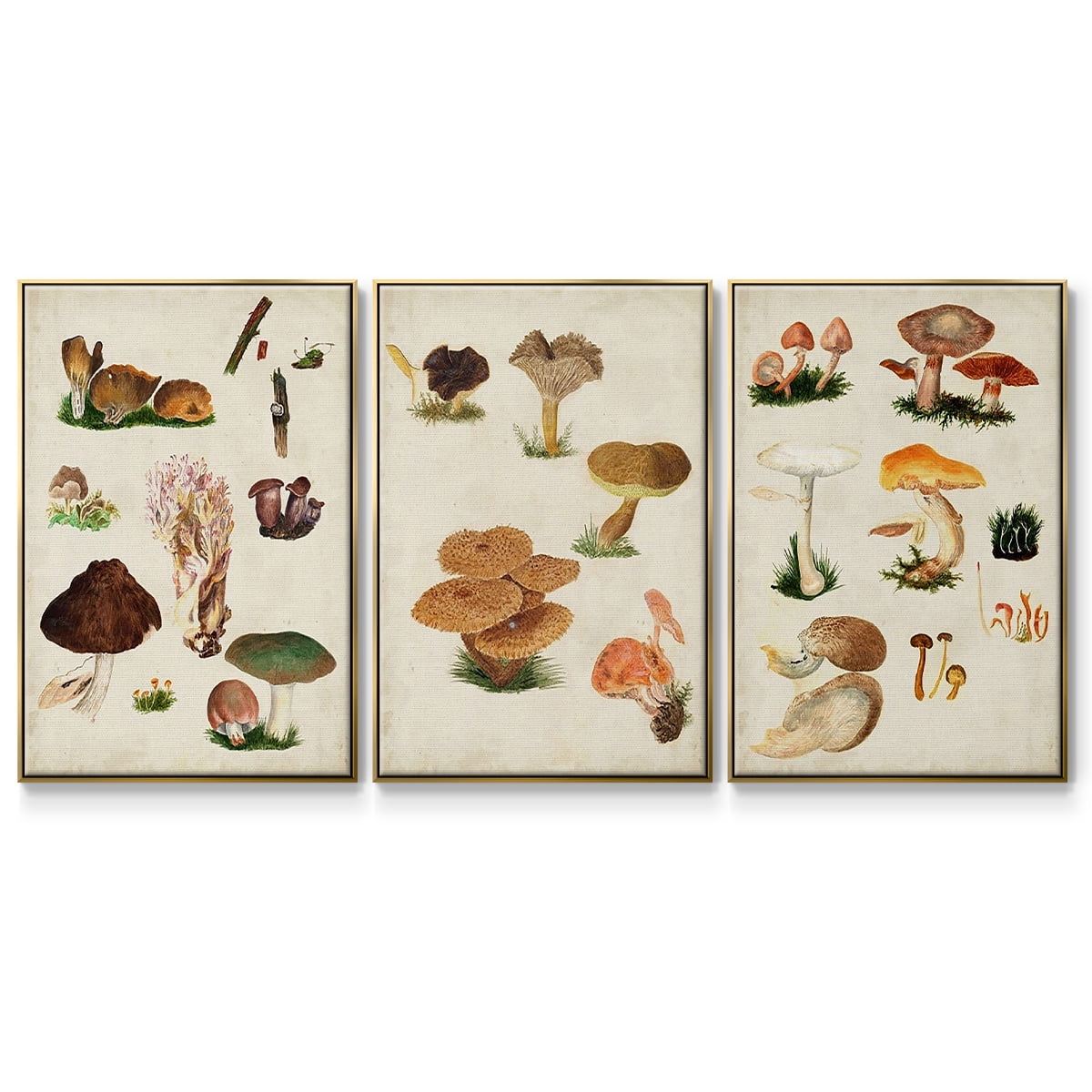 Mushroom Species IV - Framed Premium Gallery Wrapped Canvas L Frame 3 Piece Set - Ready to Hang