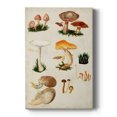 thumbnail image 1 of Mushroom Species IV Premium Gallery Wrapped Canvas - Ready to Hang, 1 of 9