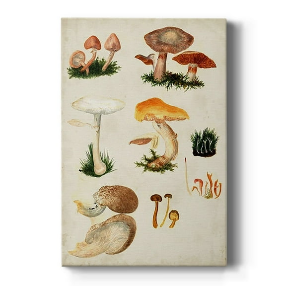 Mushroom Species IV Premium Gallery Wrapped Canvas - Ready to Hang