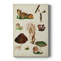Mushroom Species IX Premium Gallery Wrapped Canvas - Ready to Hang