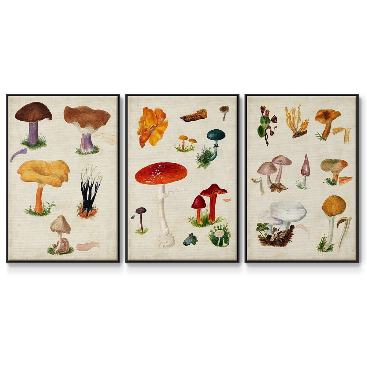 Mushroom Species VI - Framed Premium Gallery Wrapped Canvas L Frame 3 Piece Set - Ready to Hang