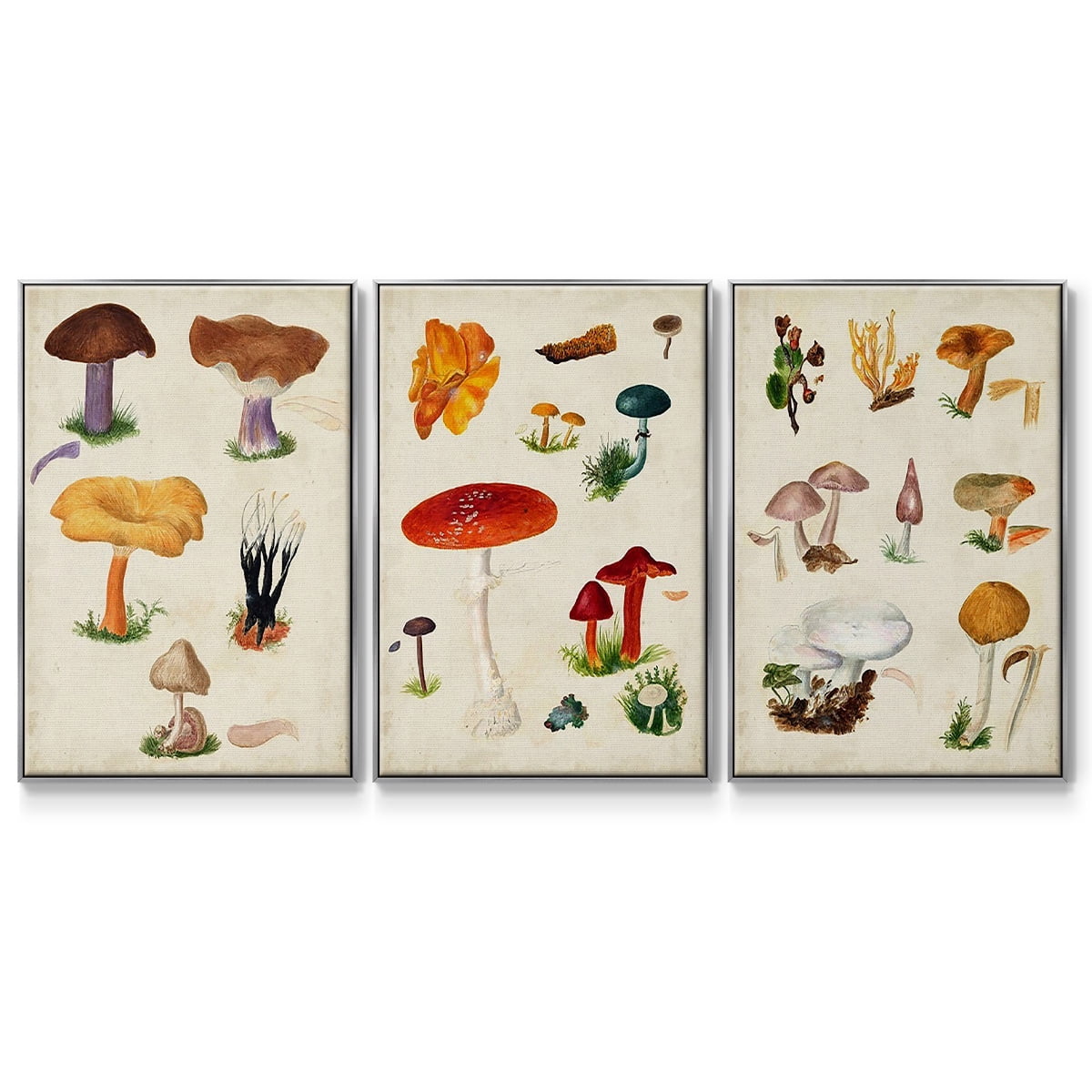 Mushroom Species VI - Framed Premium Gallery Wrapped Canvas L Frame 3 Piece Set - Ready to Hang