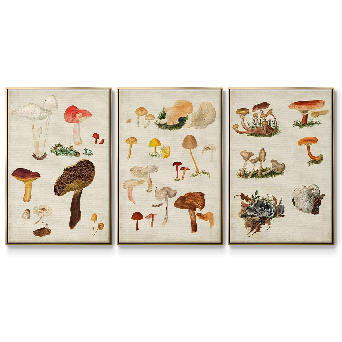 Mushroom Species X - Framed Premium Gallery Wrapped Canvas L Frame 3 Piece Set - Ready to Hang