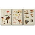 thumbnail image 1 of Mushroom Species X - Framed Premium Gallery Wrapped Canvas L Frame 3 Piece Set - Ready to Hang, 1 of 9