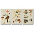 thumbnail image 1 of Mushroom Species X - Framed Premium Gallery Wrapped Canvas L Frame 3 Piece Set - Ready to Hang, 1 of 9