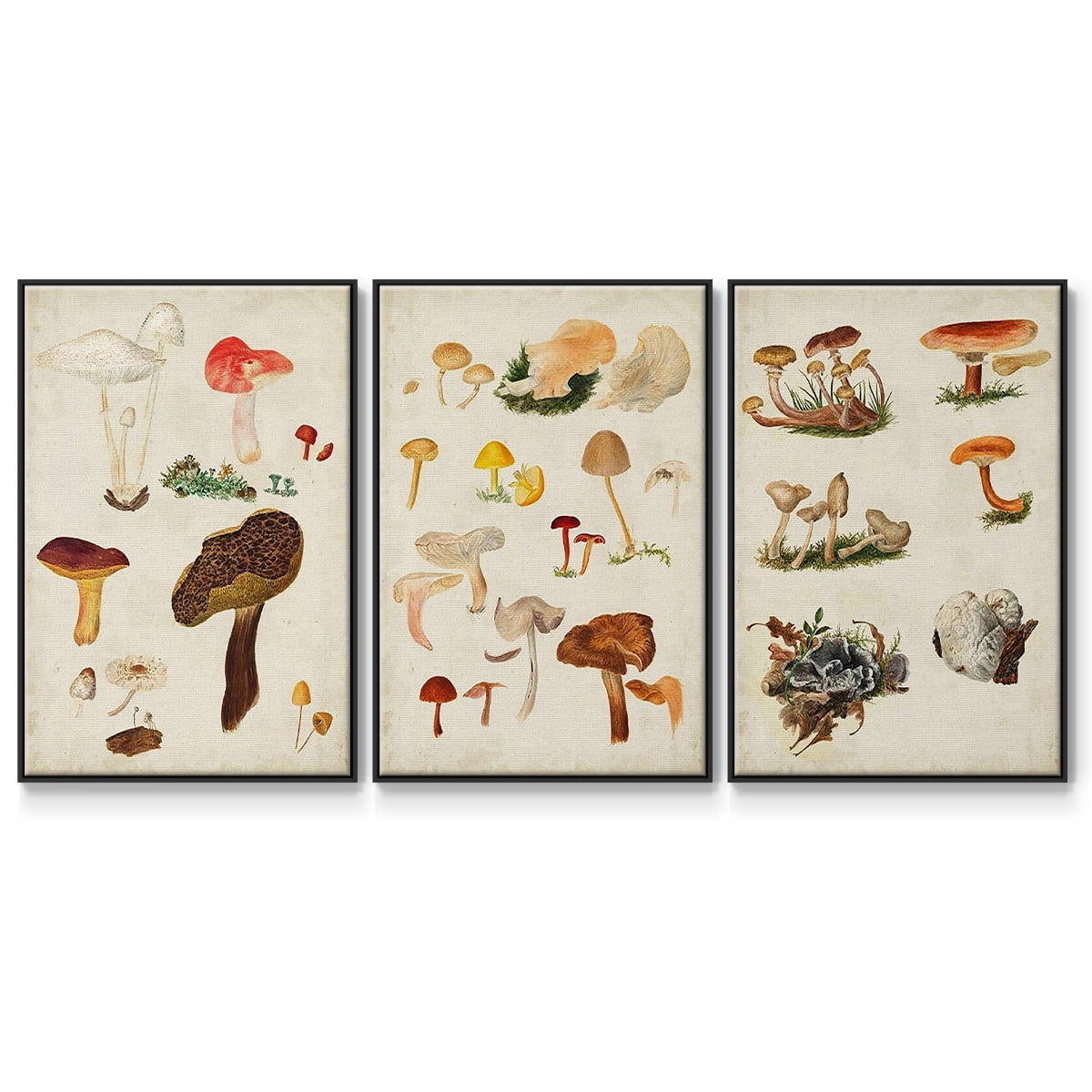 Mushroom Species X - Framed Premium Gallery Wrapped Canvas L Frame 3 Piece Set - Ready to Hang