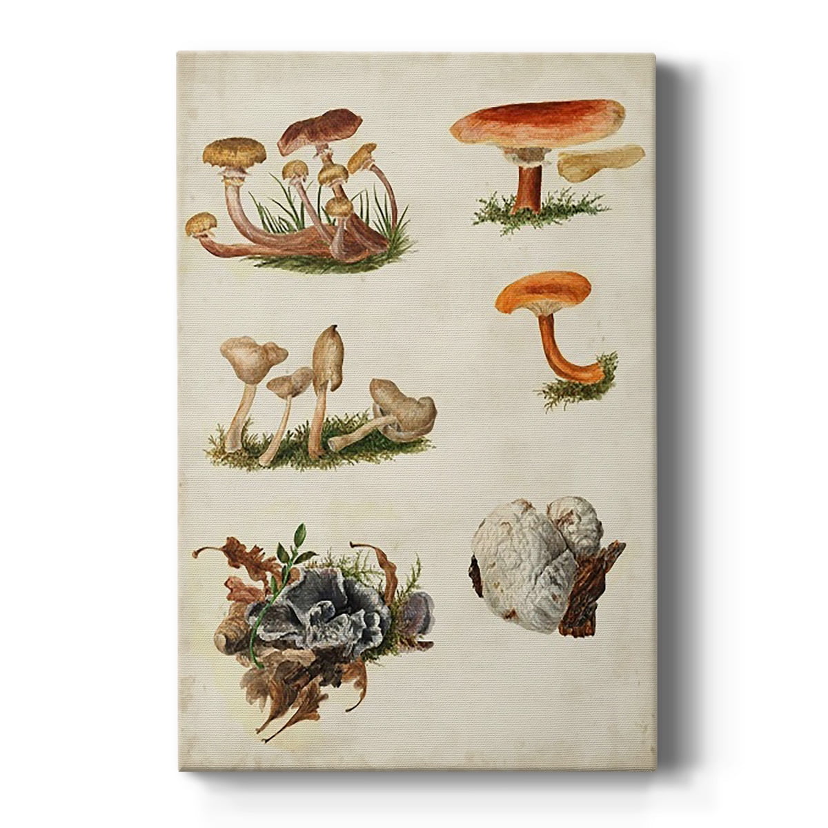 Mushroom Species X Premium Gallery Wrapped Canvas - Ready to Hang