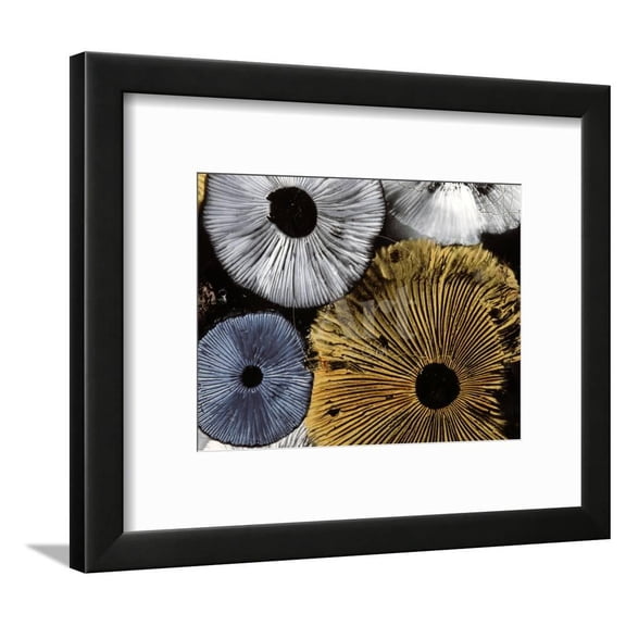 Mushroom Spores CloseUp, Botanical Framed Art Print Wall Art Sold by Art.Com