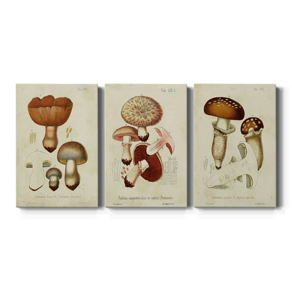 Mushroom Varieties I Premium Gallery Wrapped Canvas - Ready to Hang - 24 x 36 Each